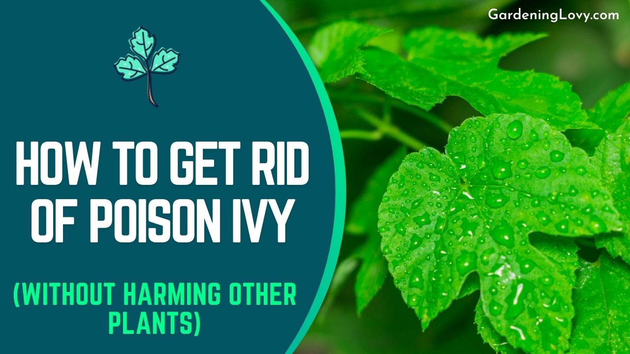 Poison ivy rid get plants lawn