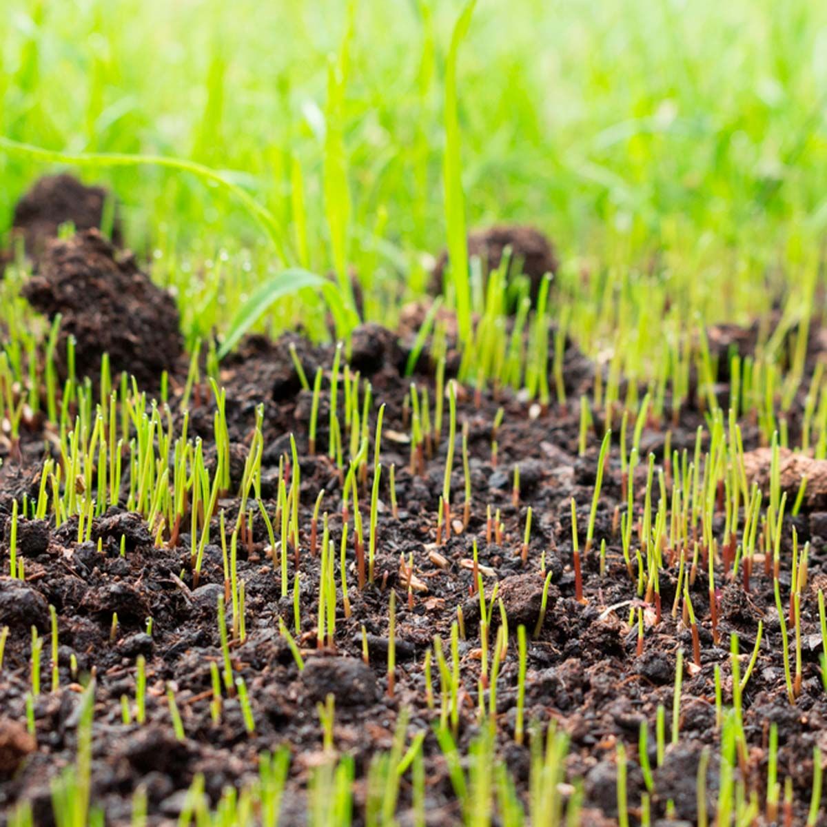 Time Your Grass Seed Planting for Maximum Growth