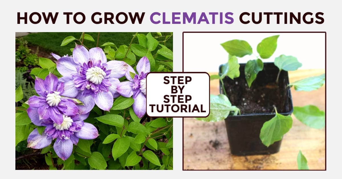 Discover the Best Methods for Effective Clematis Propagation at Home