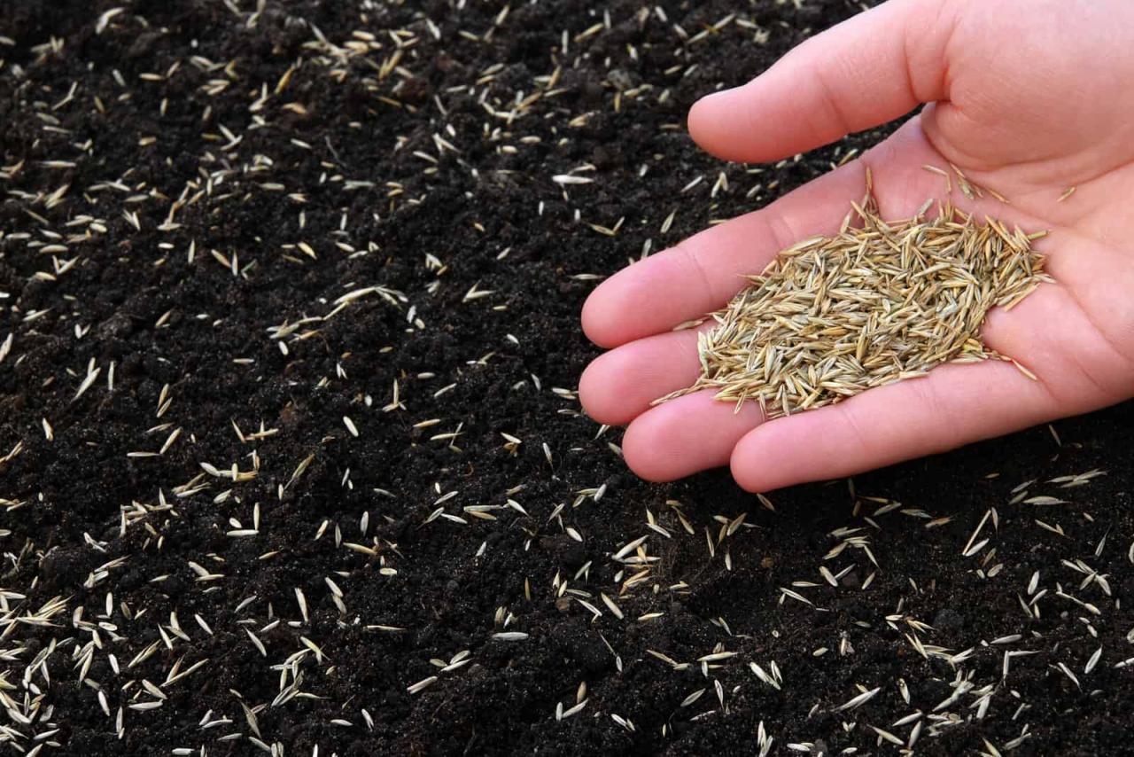 How to Time Your Grass Seed Planting for Maximum Growth and Vibrancy: Tips and Tricks