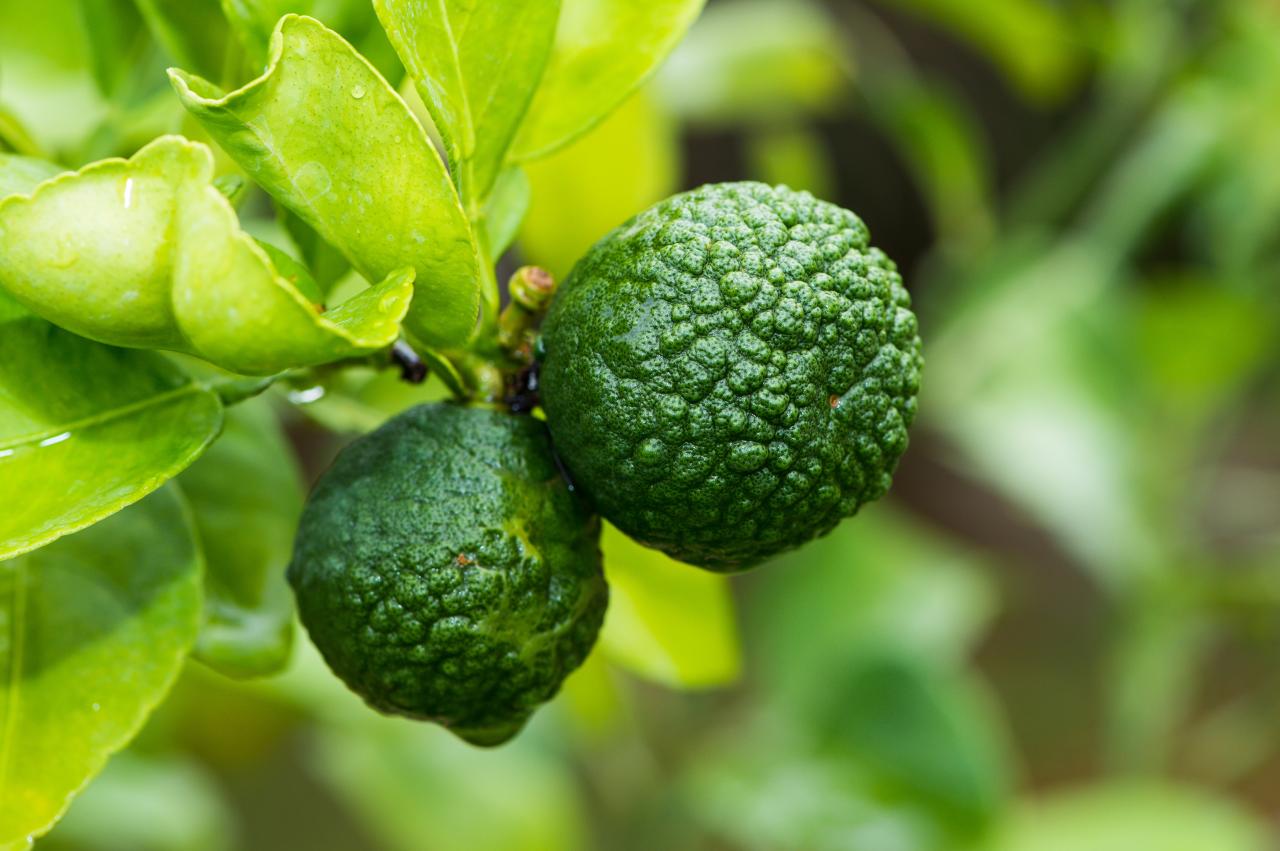 Grow & Use Kaffir Lime Leaves: Fresh Flavors