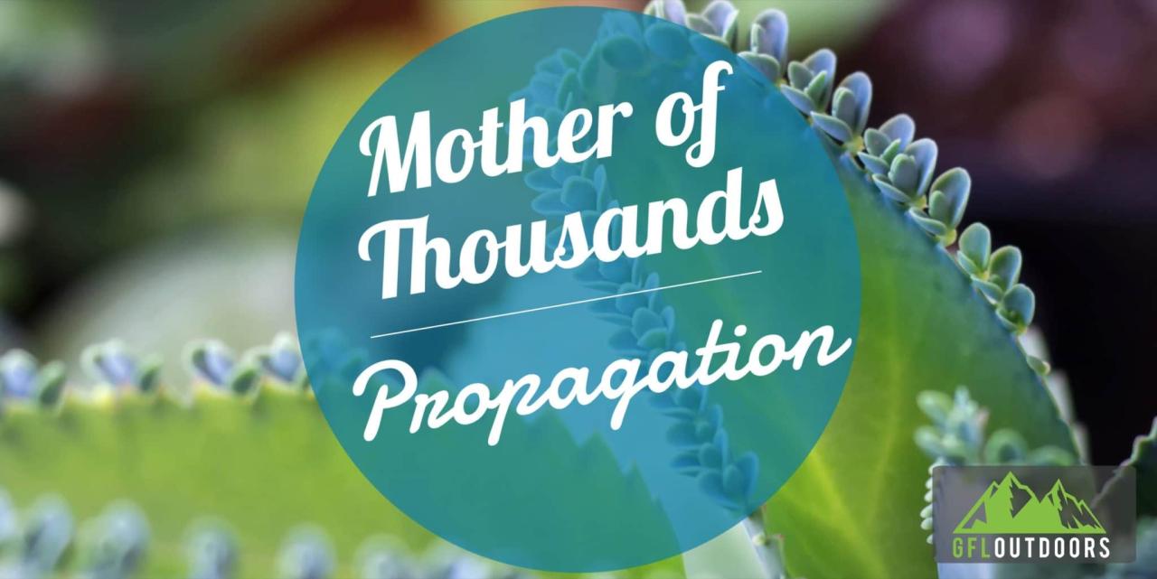 How to Create a Thriving Garden with Mother of Thousands Propagation