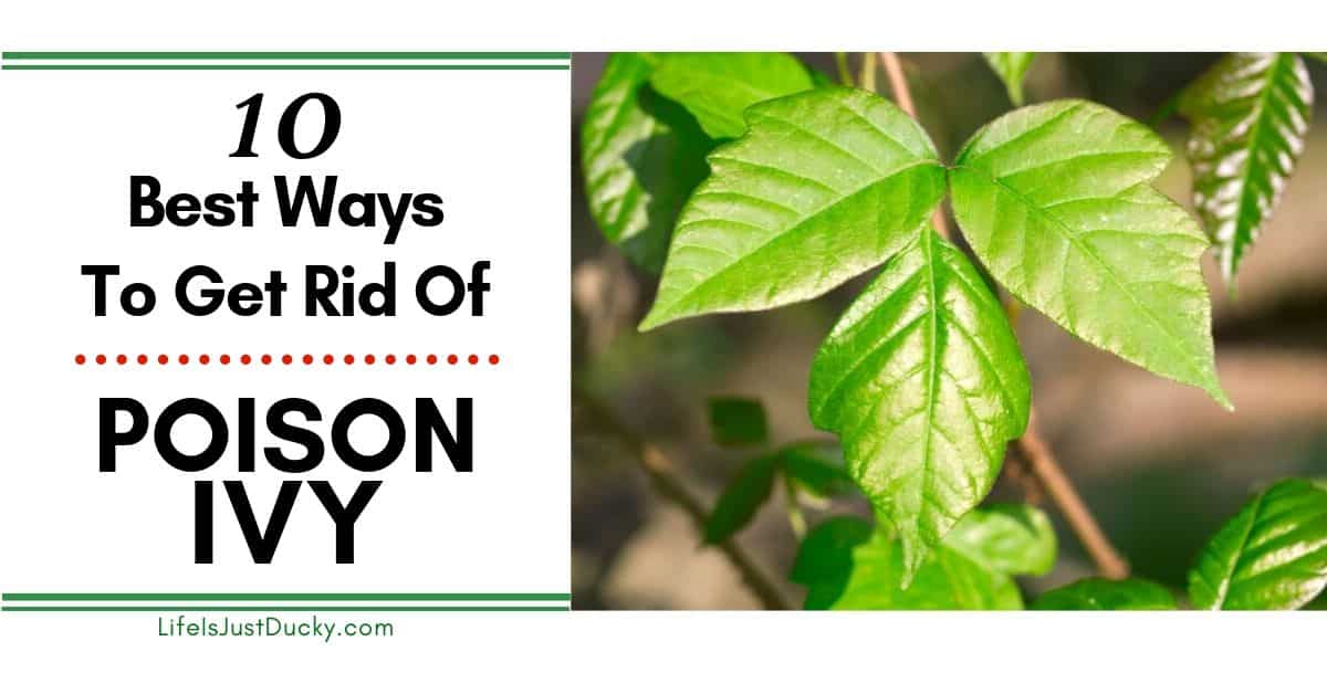 Best Organic Solutions for Poison Ivy Removal Without Garden Damage