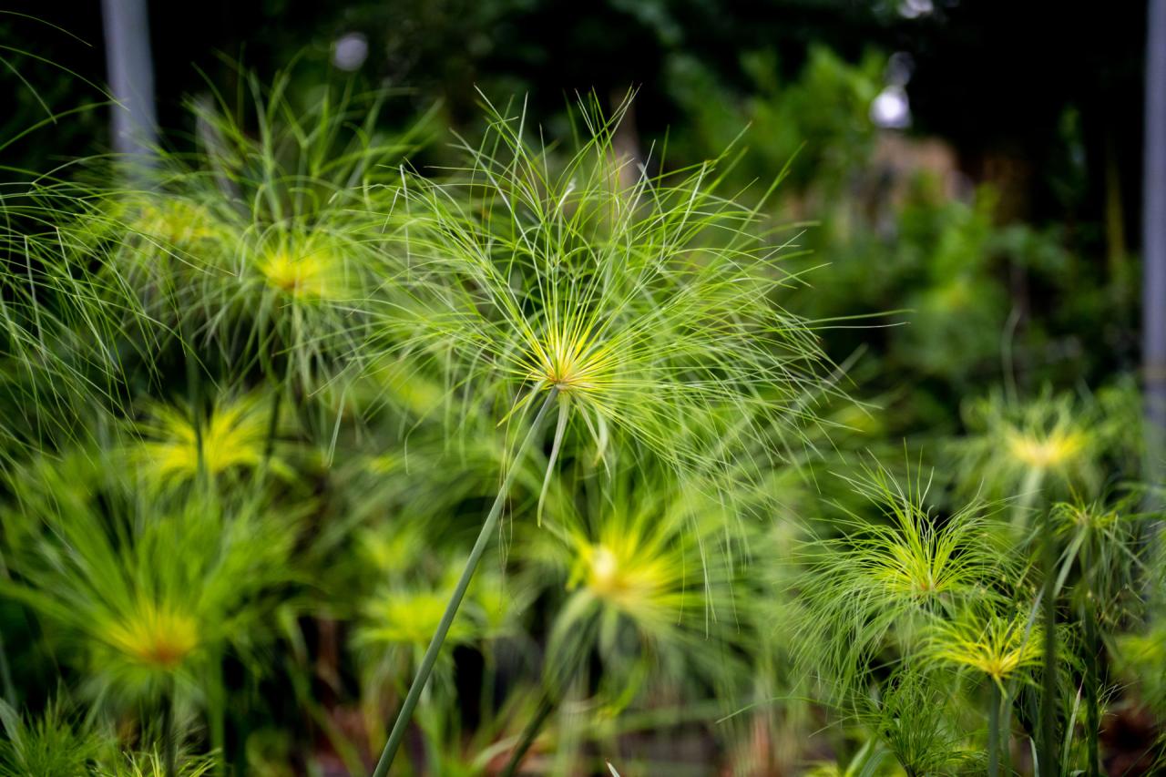 How to Maintain a Thriving Papyrus Plant: Expert Tips for Garden Success