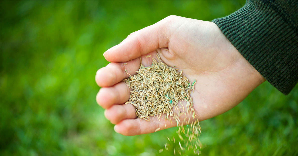 Sow Grass Seed for Optimal Results: Tips for a Healthy Lawn