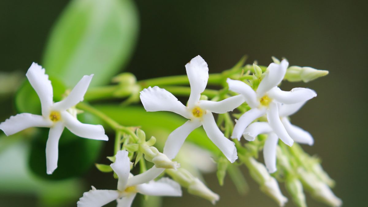 Propagate Star Jasmine: Expert Tips for Stunning Plants!