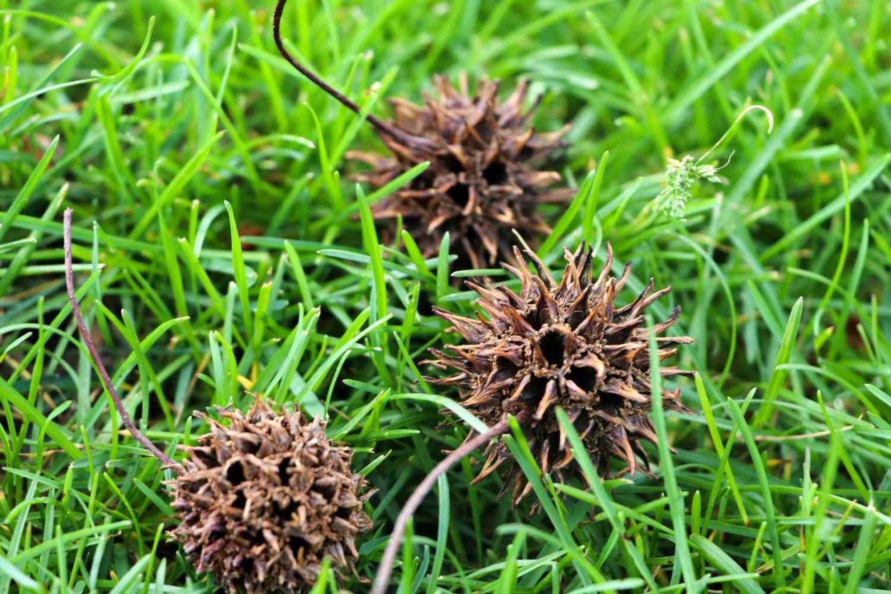 Unlock the Mystery of Spiky Seeds: Everything You Need to Know