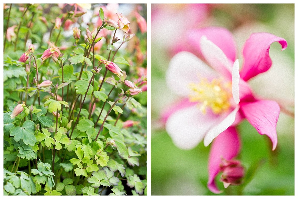 How to Make Your Columbine Plants Shine in Any Garden