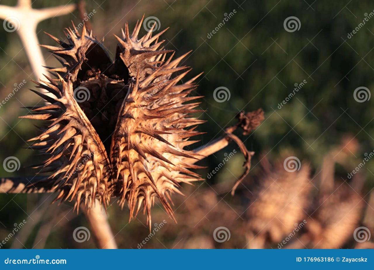 Pods seed seeds spiky pod nature plants beautiful flickr flowers patterns exotic unique planting earth article captcha choose board