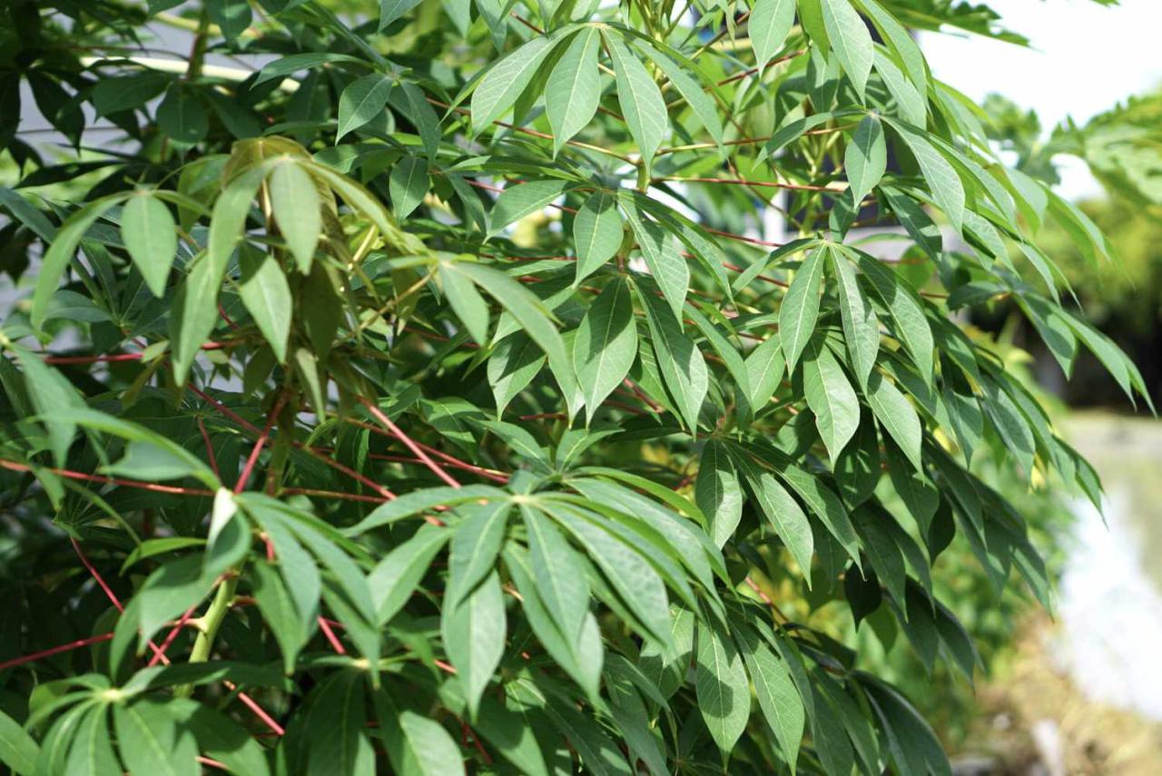 Cassava Leaf Care 101: How to Grow and Use This Versatile Plant Successfully