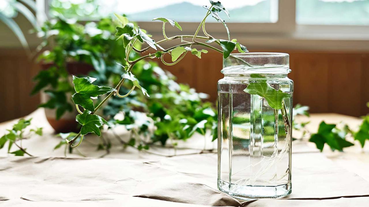 Ivy Everywhere! Learn How to Propagate Ivy Like a Plant Expert