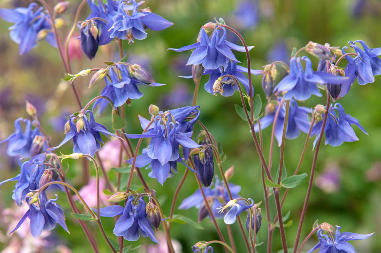 How to Make Your Columbine Plants Shine in Any Garden