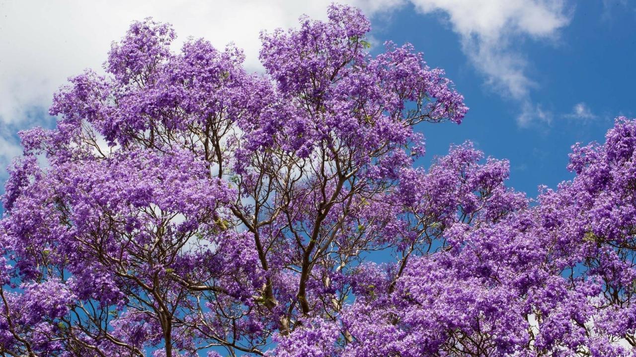 How to Grow Jacaranda Tree Successfully: Tips for Gorgeous and Vibrant Blooms