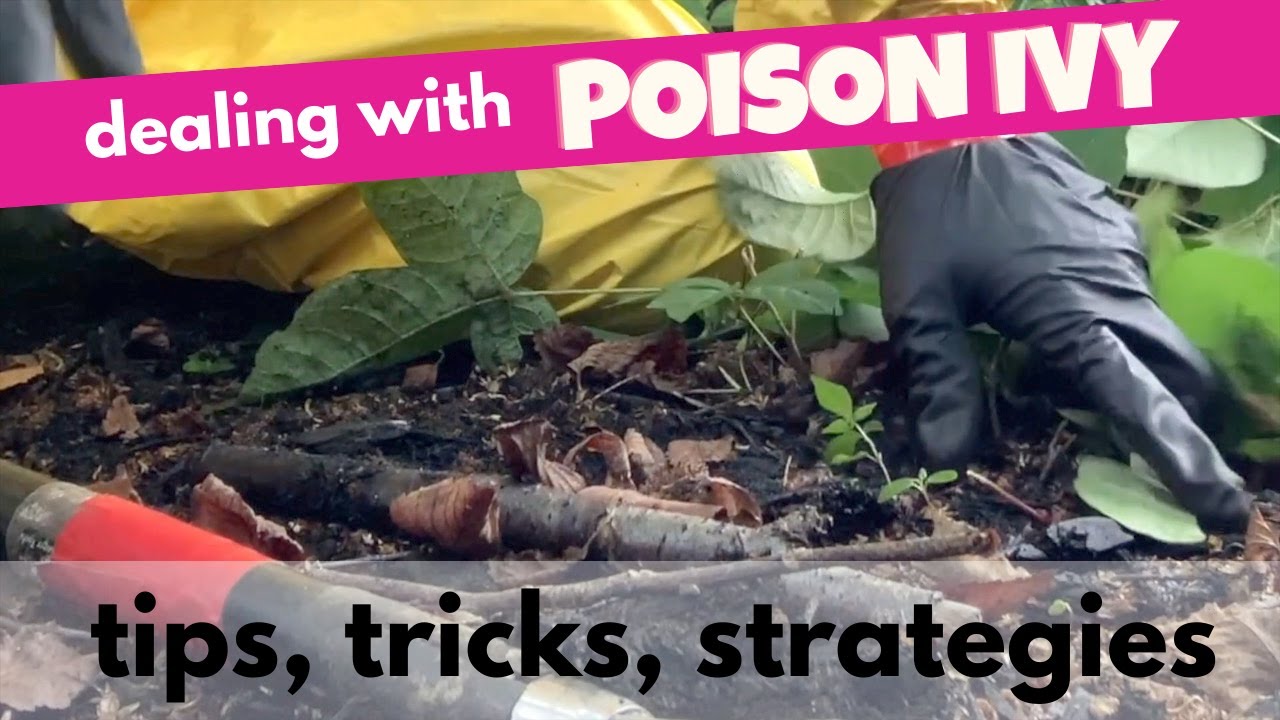 Best Organic Solutions for Poison Ivy Removal Without Garden Damage