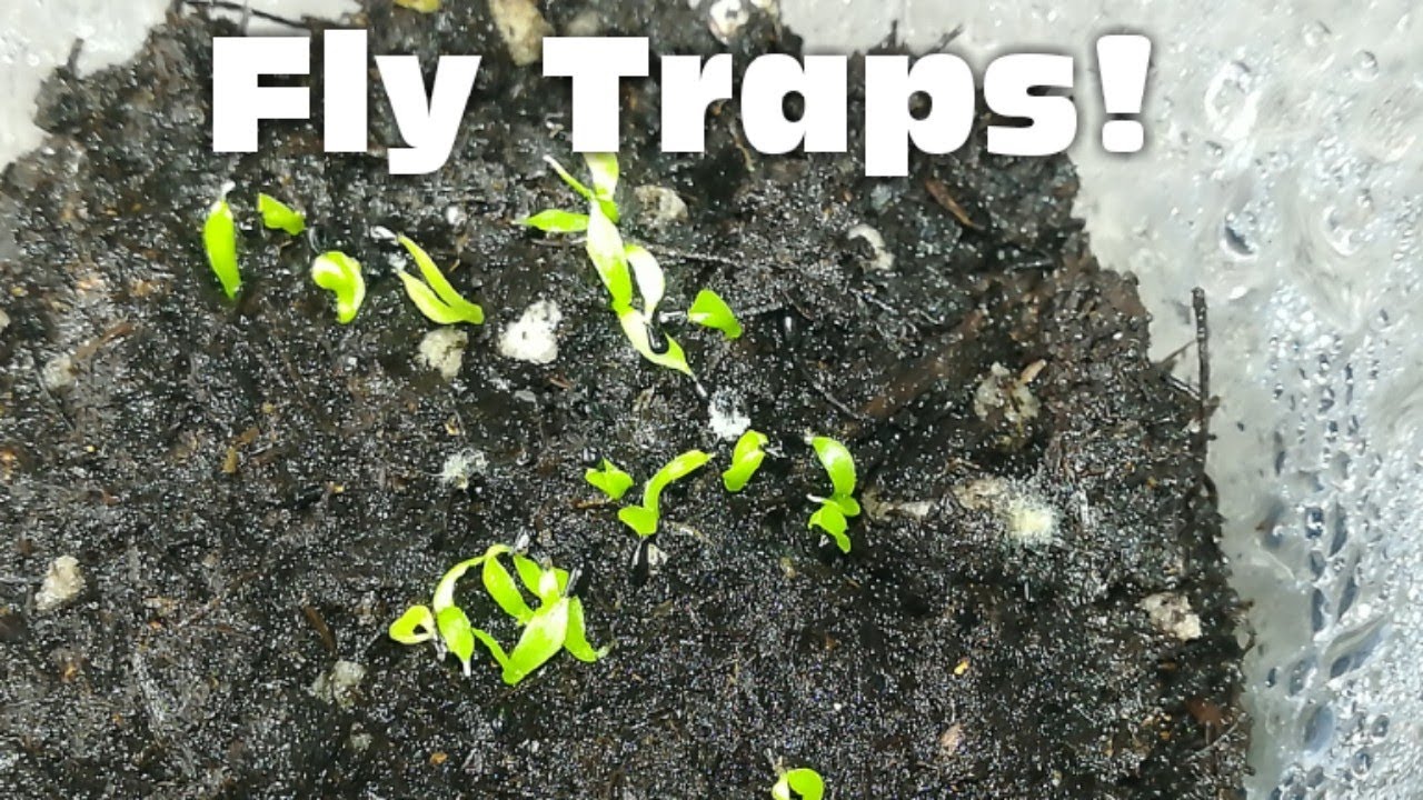 Grow More Venus Flytraps: Can You Propagate From Cuttings?