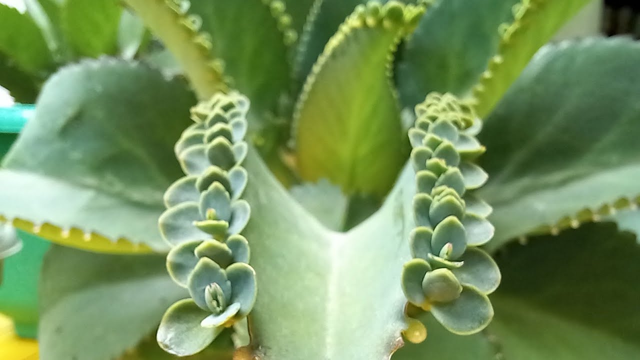 How to Create a Thriving Garden with Mother of Thousands Propagation