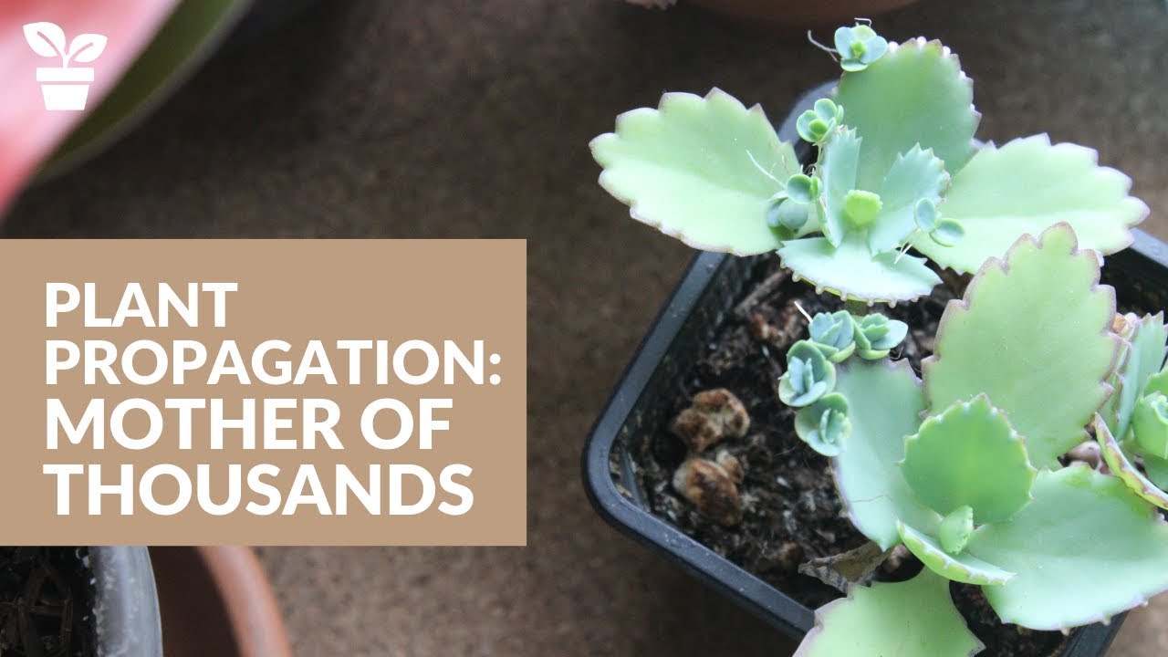 How to Create a Thriving Garden with Mother of Thousands Propagation