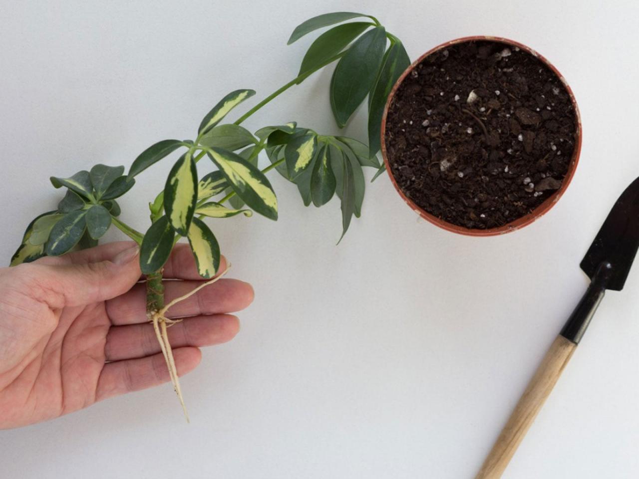 How to Create a Lush Indoor Garden with Successful Schefflera Propagation